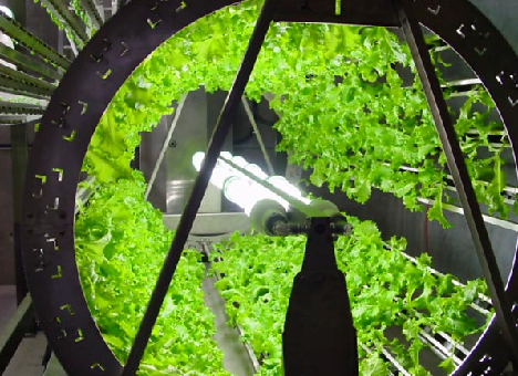 FUTURE OF THE FOOD SUPPLY IN THE CITY REVISITED: IS VERTICAL FARMING ...